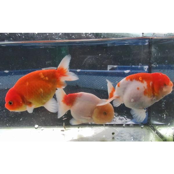 (金魚)-桜錦　二歳魚(11-13cm) 3匹セット　921-5