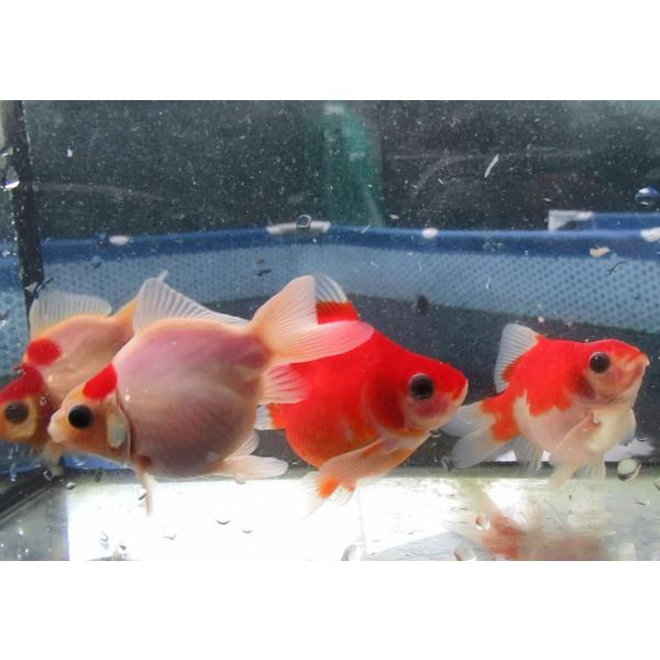 (金魚)-玉サバ　二歳魚(8.5-10.5cm) 5匹セット　921-6