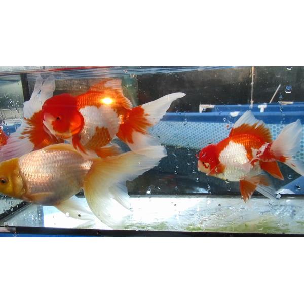(金魚)-オランダ　二歳魚(15.5-19cm) 4匹セット　1011-1