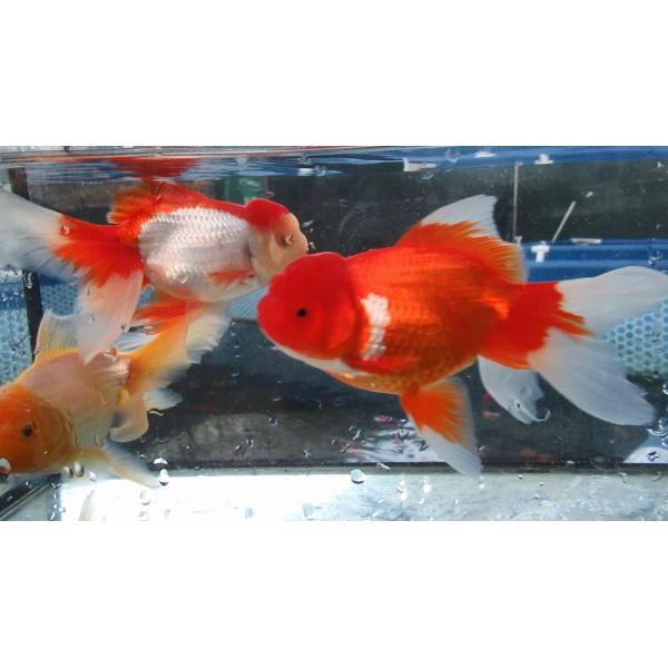 (金魚)-オランダ　二歳魚(16cm) 3匹セット　1011-3