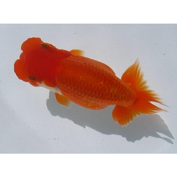 特38 金魚(未使用、12種完) 商品詳細｜第一精工株式会社｜DAIICHISEIKO CO.,LTD.｜釣具