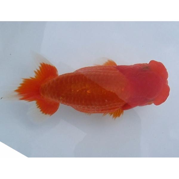 (金魚)らんちゅう-特選種用二歳魚(雄) 800D-18