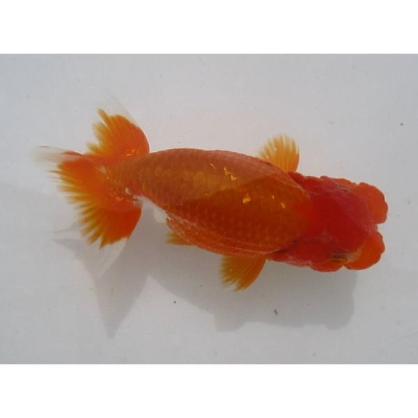(金魚)らんちゅう-特選種用二歳魚(雄) 800B-9