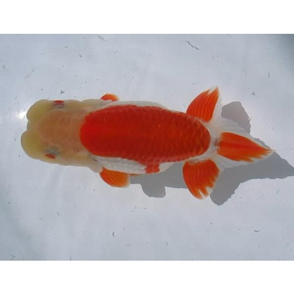 (金魚)らんちゅう-特選種用二歳魚(雄) 800C-9