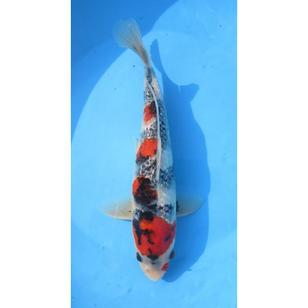 ☆[錦鯉]-銀鱗昭和 (伊佐系統) 32cm No.35 : 水島らんちゅう販売ヤフー