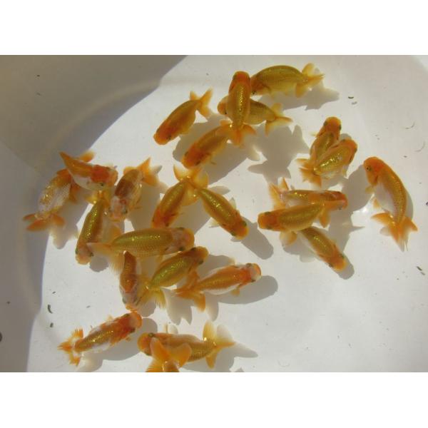 (金魚)らんちゅう-当歳魚（6-8ｃｍ）5匹セット