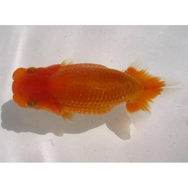 (金魚)らんちゅう-11号 特選種用当歳魚(雌) E400D-5