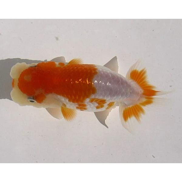 (金魚)らんちゅう-20号 特選種用当歳魚(雌) H400A-2