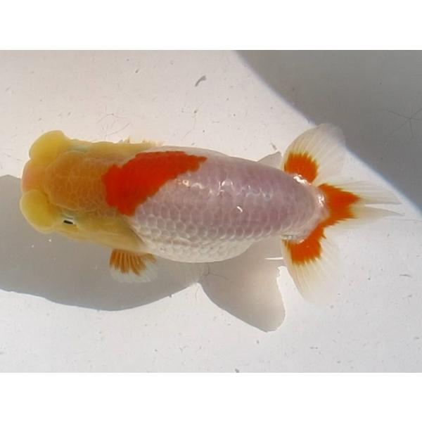 (金魚)らんちゅう-18号 特選種用当歳魚(雌) 220B-7