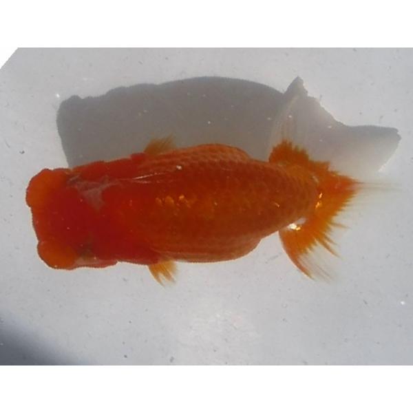 (金魚)らんちゅう-11号 特選種用当歳魚(雌) E400D-9