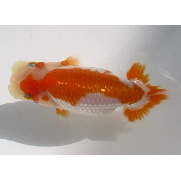 (金魚)らんちゅう-20号 特選種用当歳魚(雌) H400A-10
