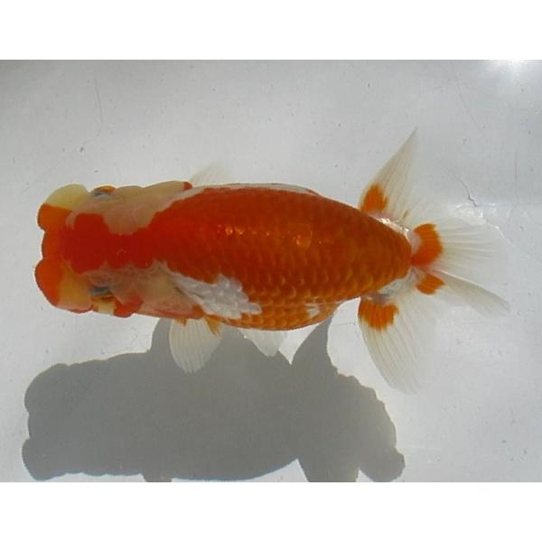 (金魚)らんちゅう-11号 特選種用当歳魚(雌) E400D-1