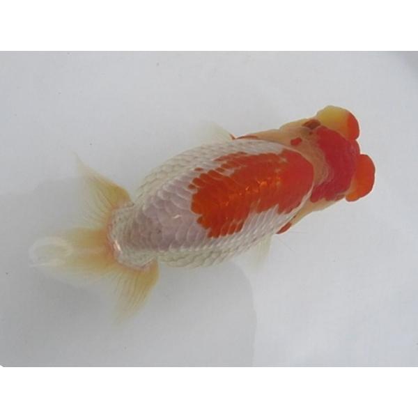 (金魚)らんちゅう-7号 特選種用当歳魚(雌) S400A-9