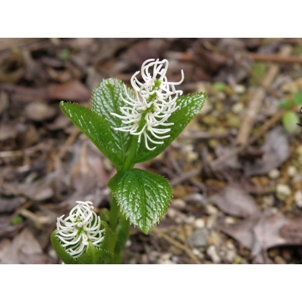 青軸ヒトリシズカ 一人静 山野草 Buyee Buyee 日本の通販商品 オークションの代理入札 代理購入