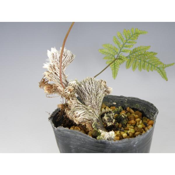 石化トキワシノブ 山野草 シダ Buyee Buyee Japanese Proxy Service Buy From Japan Bot Online