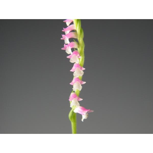 ネジバナ モジズリ 3株植え 野生ラン 山野草 Buyee Buyee Japanese Proxy Service Buy From Japan Bot Online