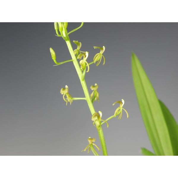 キノエササラン 野生ラン 山野草 Buyee Buyee Japanese Proxy Service Buy From Japan Bot Online