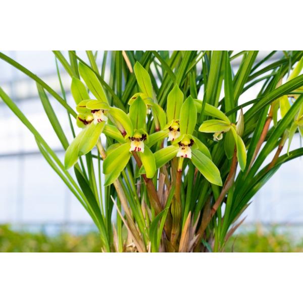 中国春蘭 強香(交配改良種) 東洋ラン ラン 5条前後 つぼみなし : 蘭裕