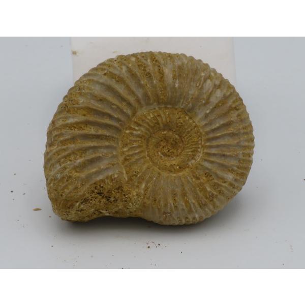 アンモナイト オルソスフィンクテス F : Raptors - 通販 - Yahoo