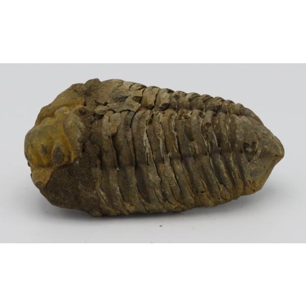 raptors_fossil-calymene-003