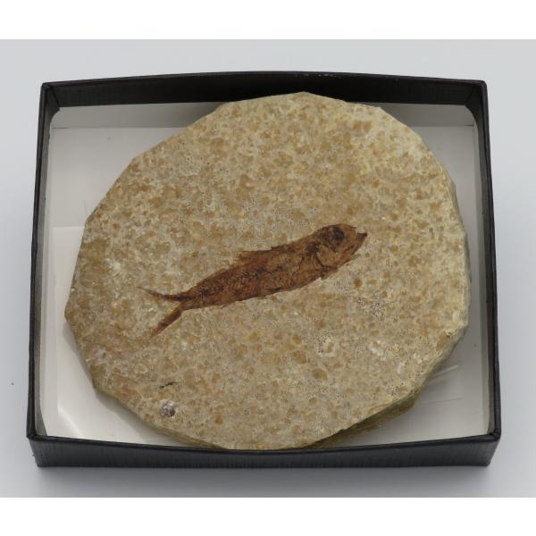 raptors_fossil-knightia-a