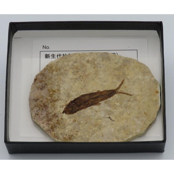 魚化石 ナイティアC : Raptors - 通販 - Yahoo!ショッピング