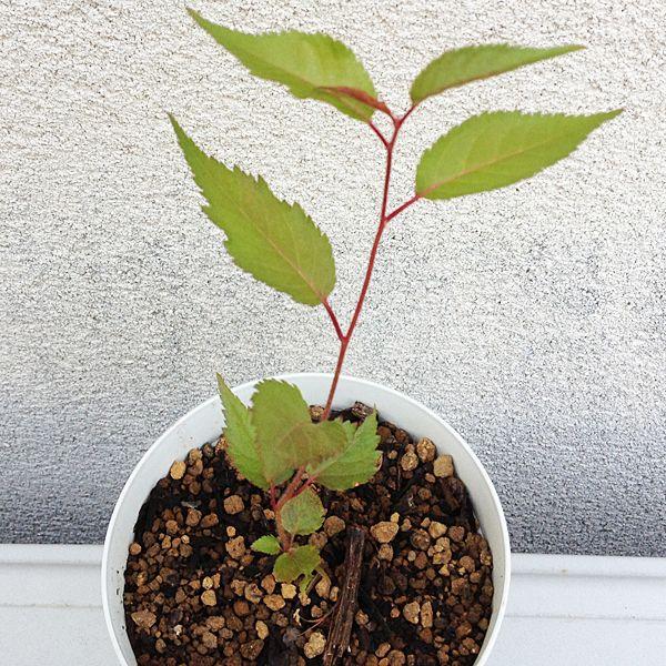 大島桜 実生 桜餅の葉としても使えます 4年生 Buyee Buyee Japanese Proxy Service Buy From Japan Bot Online