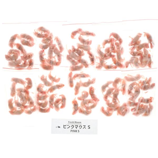 【全国送料無料】 冷凍フレッシュマウス ピンクマウスS 1〜2g 100匹 お取り寄せ中
