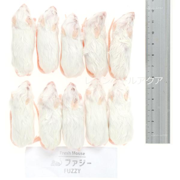 注文や問い合わせる際、当店の会社概要、お買い物ガイドを必ずお読みください。冷凍フレッシュマウス ファジー 10〜12g 10匹ボールパイソン若齢個体やフトアゴヒゲトカゲに適したファジーマウス。十分な大きさで、爬虫類の栄養補給に最適です。・1...