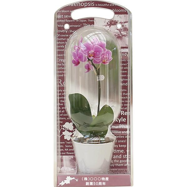 生花 マイクロ胡蝶蘭の人気商品 通販 価格比較 価格 Com