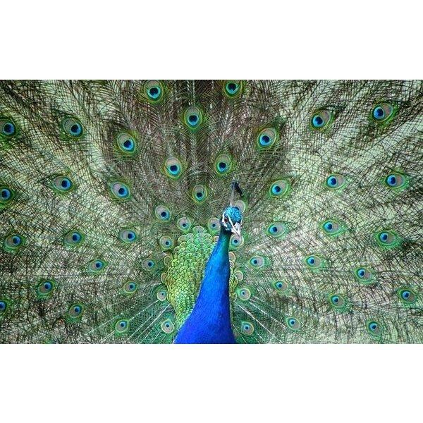 絵画風 壁紙ポスター クジャクの飾り羽 孔雀 クジャク 芸術の羽 青緑 藍色 鳥 キャラクロ Bkjk 006w2 ワイド版 603mm 376mm Bkjk 006w2 レアルインターショップ 通販 Yahoo ショッピング