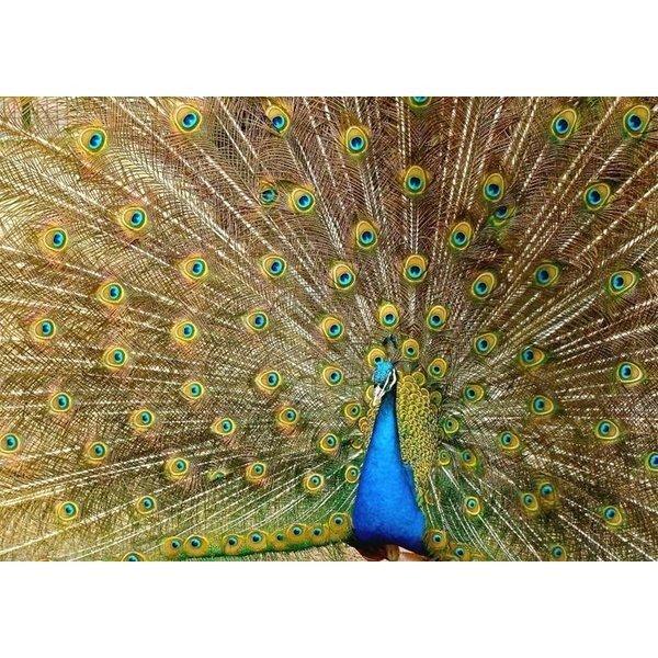 絵画風 壁紙ポスター クジャクの飾り羽 孔雀 クジャク 芸術の羽 青緑 藍色 鳥 キャラクロ Bkjk 011a2 版 594mm 4mm Bkjk 011a2 レアルインターショップ 通販 Yahoo ショッピング