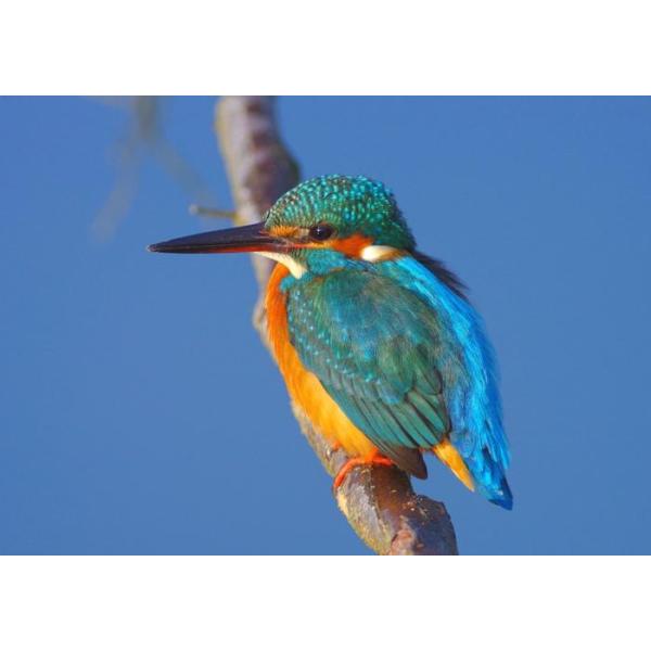 アートポスター：78石組みと黒のタチアオイ［濃い藍色］ アート