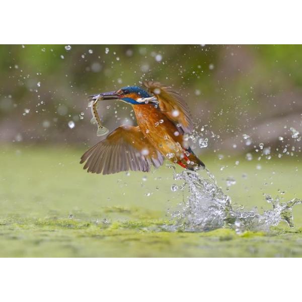 日本画　カワセミの捕食 カワセミの捕食シーンのマウスパッド：フォトパッド（日本の野鳥