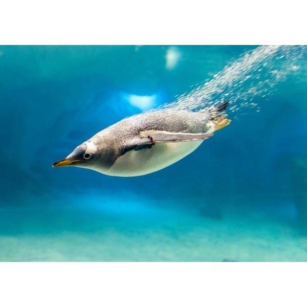 絵画風 壁紙ポスター ペンギンの海中遊泳 ジェンツーペンギン 南極大陸 鳥 キャラクロ Bpng 005a1 A1版 0mm 585mm Bpng 005a1 レアルインターショップ 通販 Yahoo ショッピング