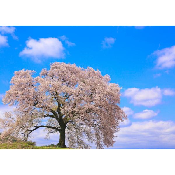 絵画風 壁紙ポスター 地球の撮り方 孤高の一本桜 わに塚の桜 山梨県韮崎市 日本の絶景 キャラクロ C Zjp 022a1 A1版 0mm 585mm Buyee Buyee Japanese Proxy Service Buy From Japan Bot Online