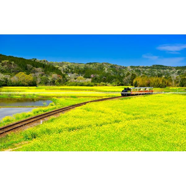絵画風 壁紙ポスター【特大上下2枚仕様】-地球の撮り方- 小湊鉄道の菜の花畑を走るトロッコ列車 千葉県市原市 C-ZJP-082L1W (パノラマL版 1843mm×576mm×2枚)