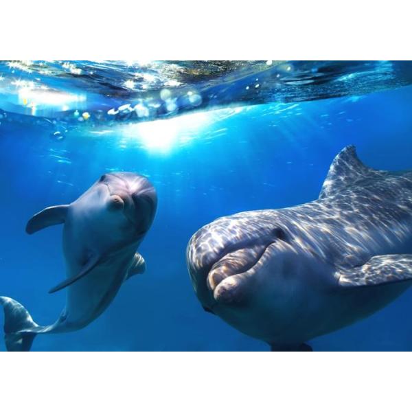 絵画風 壁紙ポスター (はがせるシール式) イルカの親子 スマイル