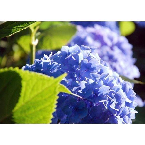 絵画風 壁紙ポスター 紫のアジサイ 紫陽花 ホンアジサイ ガクアジサイ 花 At キャラクロ Fajs 004a2 版 594mm 4mm Fajs 004a2 レアルインターショップ 通販 Yahoo ショッピング
