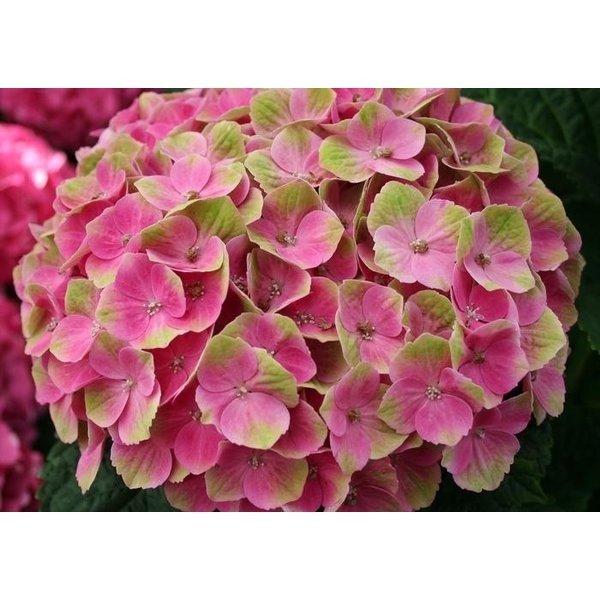 絵画風 壁紙ポスター アジサイのピンクの花 紫陽花 ホンアジサイ ガクアジサイ 花 キャラクロ Fajs 005a1 A1版 0mm 585mm Fajs 005a1 レアルインターショップ 通販 Yahoo ショッピング