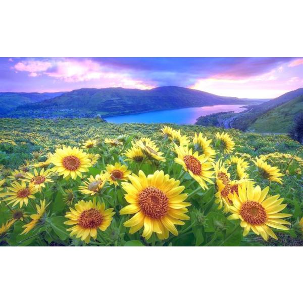 楽天市場 絵画風 壁紙ポスター ゴッホ ひまわり 12本のひまわり 18年 ノイエ ピナコテーク K Goh 037s1 585mm 738mm 取寄品 Www Iacymperu Org