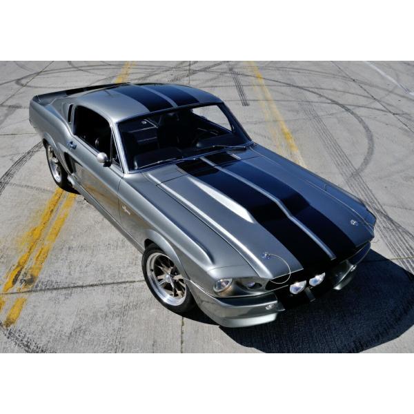 シェルビーエレノア みんな探してる人気モノ シェルビーエレノア