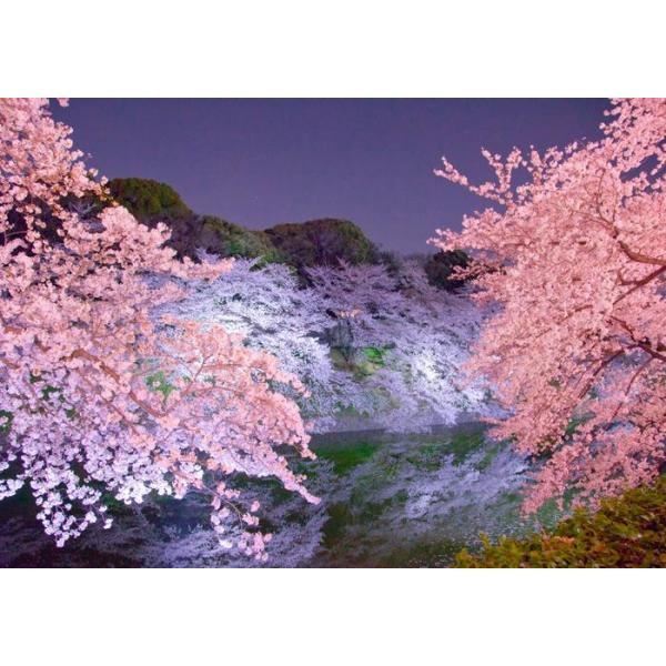 絵画風 壁紙ポスター (はがせるシール式) 夜桜 さくら 千鳥ヶ淵 八重桜 シダレザクラ サクラ 開花 キャラクロ FSKR-003A2(A2版 594mm×420mm)＜日本製＞