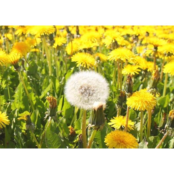 real-inter_ftpp-007a2