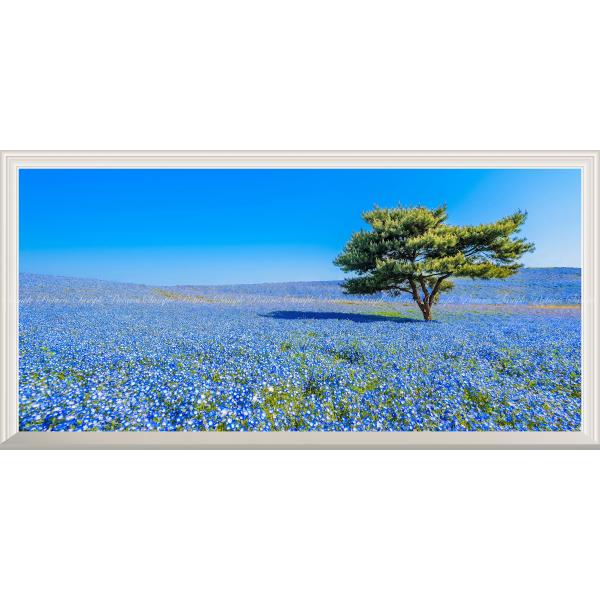 絵画風 壁紙ポスター -窓の景色- 国営ひたち海浜公園 春のみはらしの丘 ネモフィラ 【扉なし窓仕様】 キャラクロ HTKK-001NS1 (パノラマS版 1152mm×576mm)
