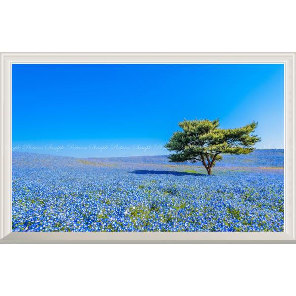 絵画風 壁紙ポスター -窓の景色- 国営ひたち海浜公園 春のみはらしの丘 ネモフィラ 花畑 【扉なし窓仕様】 キャラクロ HTKK-001NW2 (ワイド版 603mm×391mm)