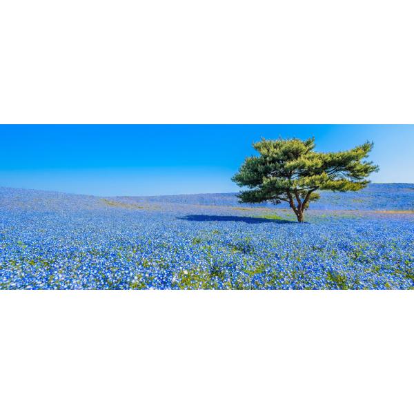 絵画風 壁紙ポスター 国営ひたち海浜公園 春のみはらしの丘 ネモフィラ 花畑 キャラクロ HTKK-001P1 (パノラマ版 1440mm×576mm)