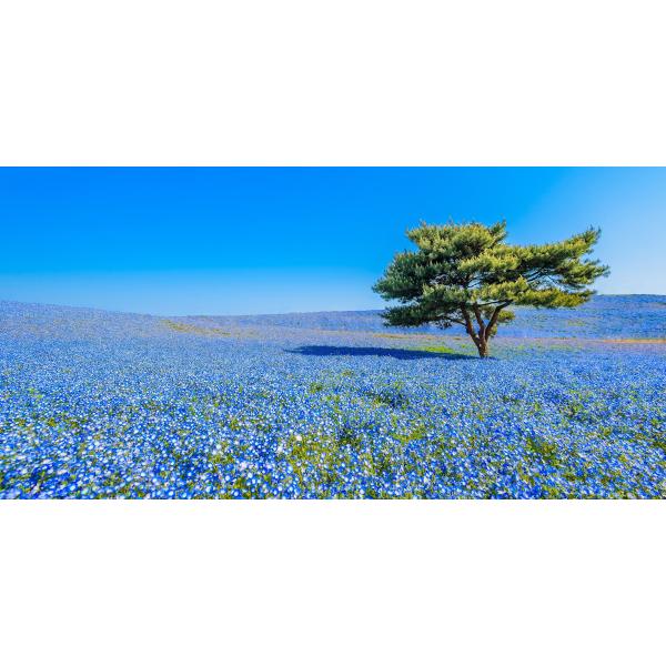 絵画風 壁紙ポスター 国営ひたち海浜公園 春のみはらしの丘 ネモフィラ 花畑 キャラクロ HTKK-001S1 (パノラマS版 1152mm×576mm)