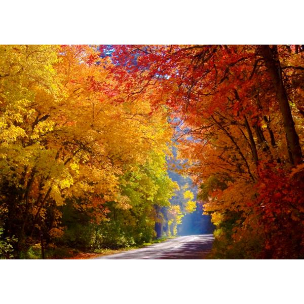 割引クーポン対象品 絵画風 壁紙ポスター 黄葉の並木道 秋の緑黄の木々 黄葉の森林浴 紅葉 散歩 気分転換 Kyo 026w1 ワイド版 921mm 576mm 即納 最大半額 Carlavista Com