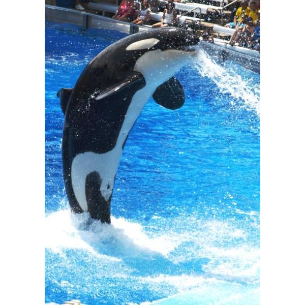 絵画風 壁紙ポスター シャチ オルカ ジャンプ オーランドsea World グランパス Killer Whale キャラクロ Orca 003a2 版 4mm 594mm Buyee Buyee Japanese Proxy Service Buy From Japan Bot Online